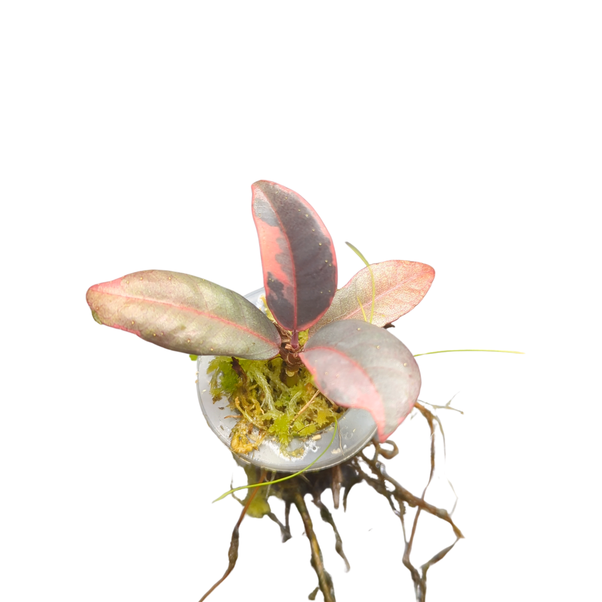 Baby Ficus elastica Ruby 2